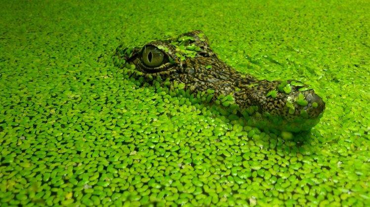 animals, Crocodiles, Plants, Reptile HD Wallpaper Desktop Background