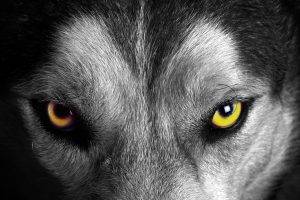 animals, Wolf, Selective Coloring