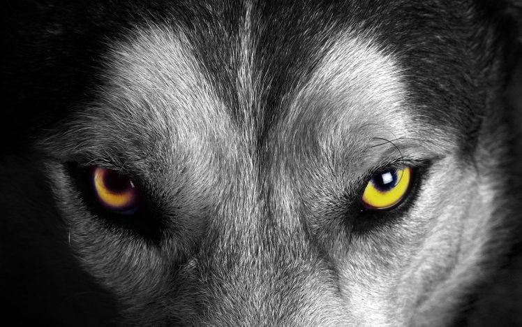 animals, Wolf, Selective Coloring HD Wallpaper Desktop Background