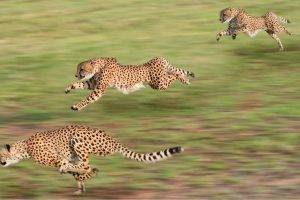 animals, Cheetahs, Running, Motion Blur