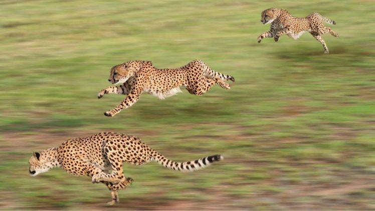 animals, Cheetahs, Running, Motion Blur HD Wallpaper Desktop Background