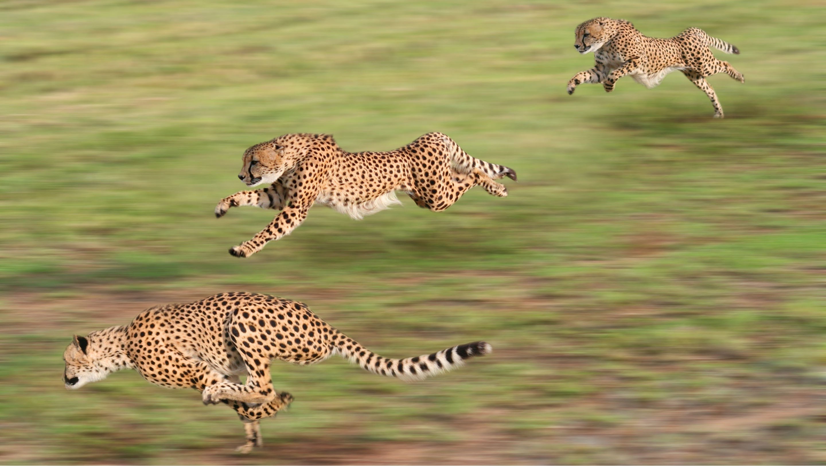 animals, Cheetahs, Running, Motion Blur Wallpaper