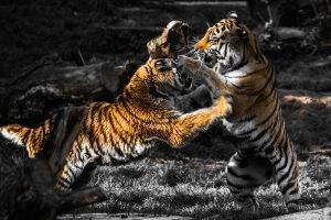 animals, Fighting, Selective Coloring, Tiger