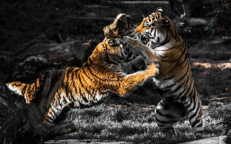 animals, Fighting, Selective Coloring, Tiger HD Wallpaper Desktop Background
