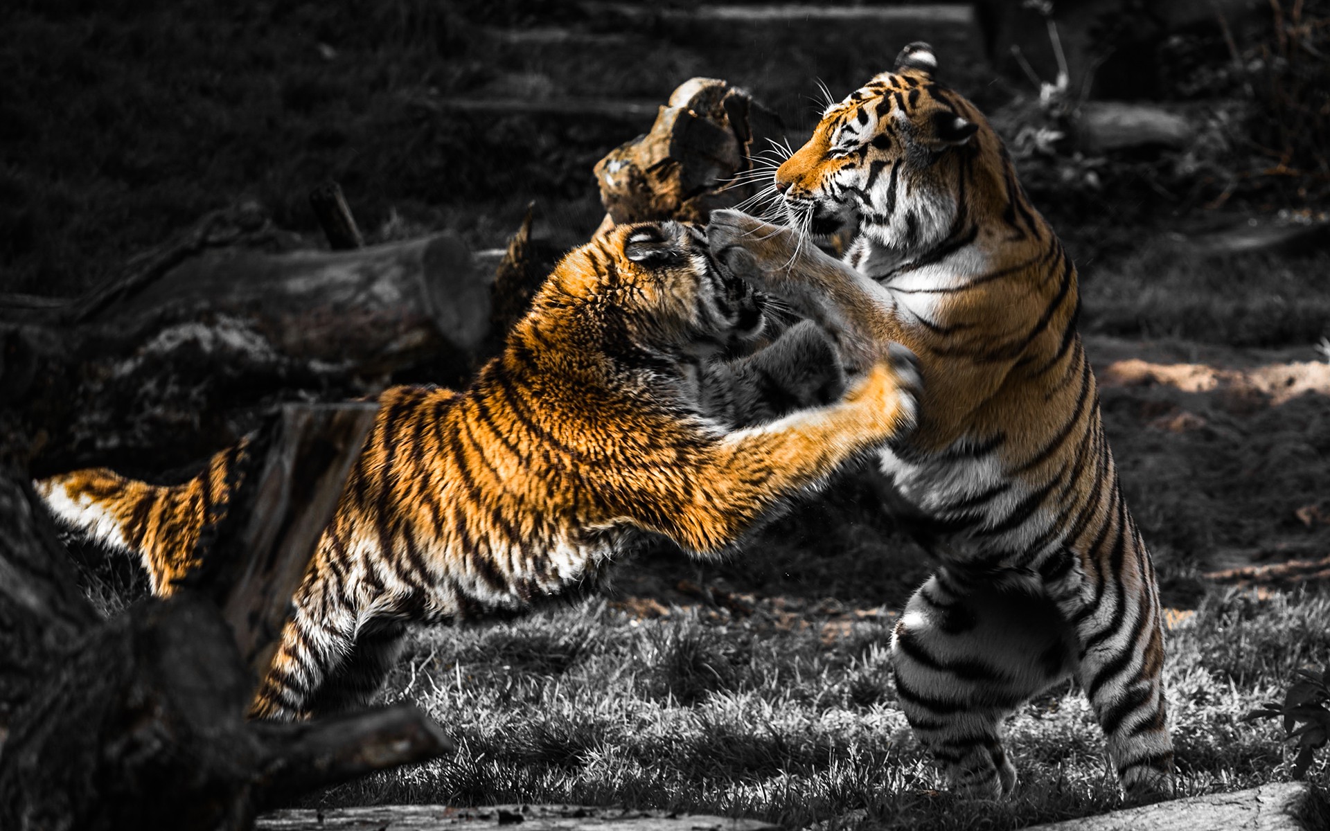 animals, Fighting, Selective Coloring, Tiger Wallpapers HD / Desktop and  Mobile Backgrounds