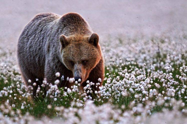 animals, Bears, Flowers, Depth Of Field HD Wallpaper Desktop Background