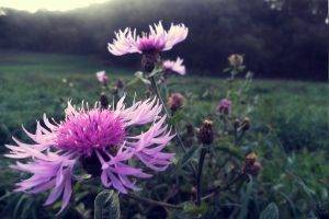 nature, Closeup, Thistles, Purple Flowers