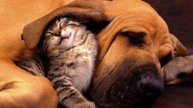 friendship, Nature, Animals, Dog, Cat, Closed Eyes, Sleeping, Animal Ears, Baby Animals, Bloodhounds, Hounds, Kittens HD Wallpaper Desktop Background
