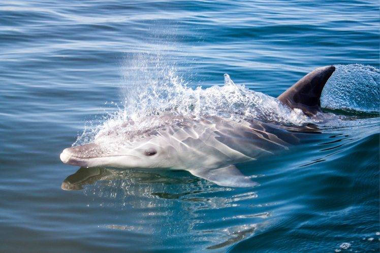 animals, Dolphin, Splashes, Sea HD Wallpaper Desktop Background