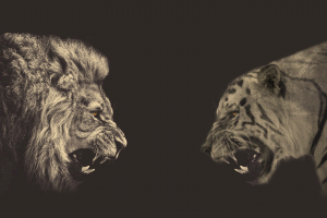 animals, Photo Manipulation, Sepia, Lion, Tiger