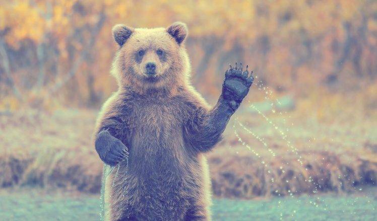 animals, Filter, Bears HD Wallpaper Desktop Background
