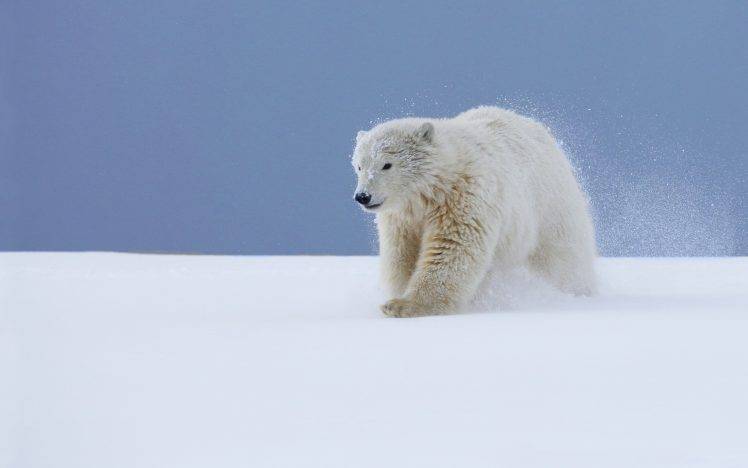 animals, Snow, Polar Bears, Baby Animals HD Wallpaper Desktop Background