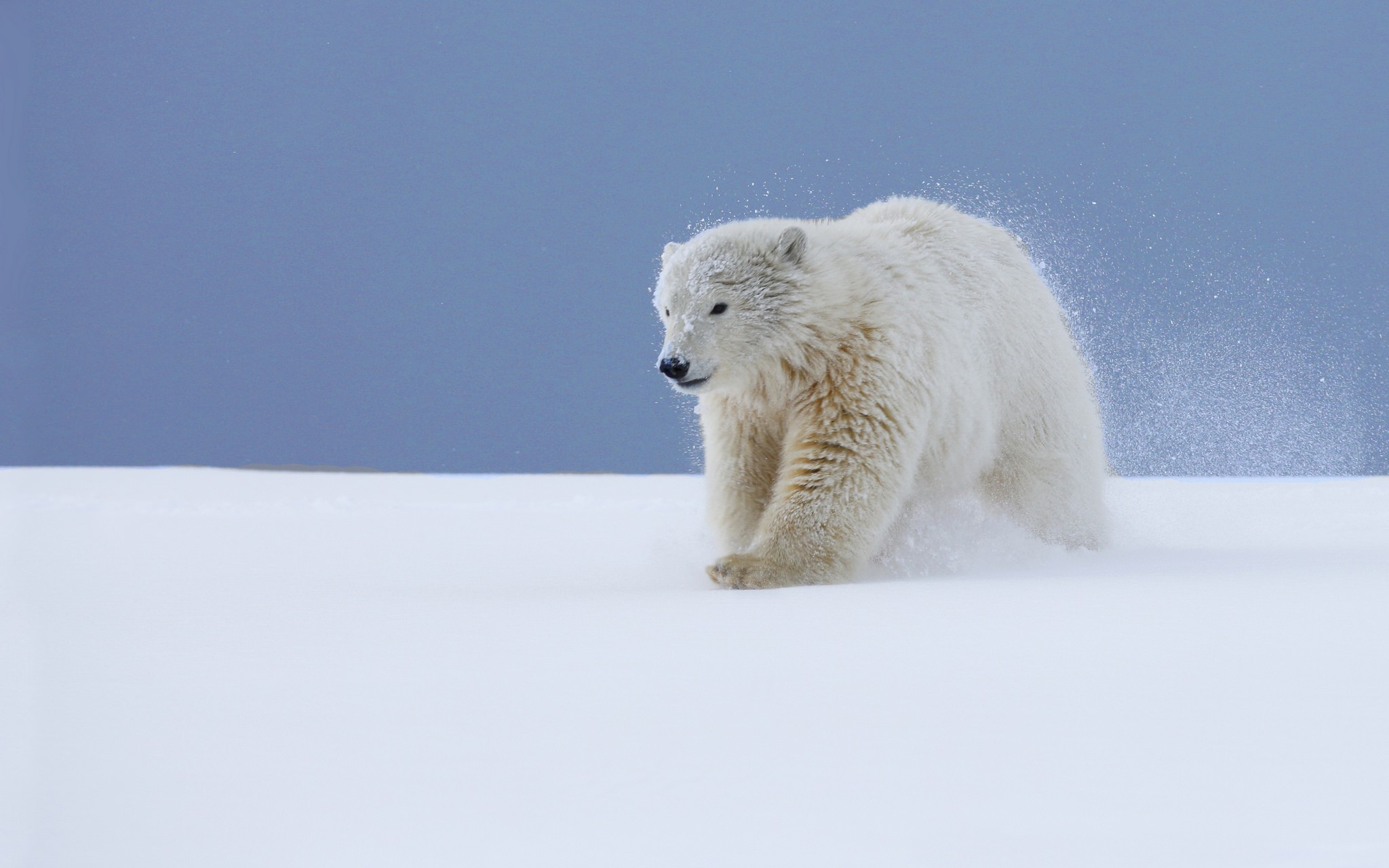 animals, Snow, Polar Bears, Baby Animals Wallpaper
