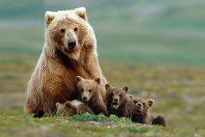 animals, Bears, Baby Animals