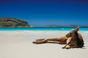 animals, Kangaroos, Beach