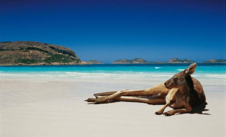 animals, Kangaroos, Beach HD Wallpaper Desktop Background