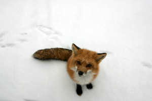 animals, Snow, Fox