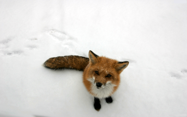 animals, Snow, Fox HD Wallpaper Desktop Background