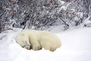 animals, Sleeping, Snow, Polar Bears