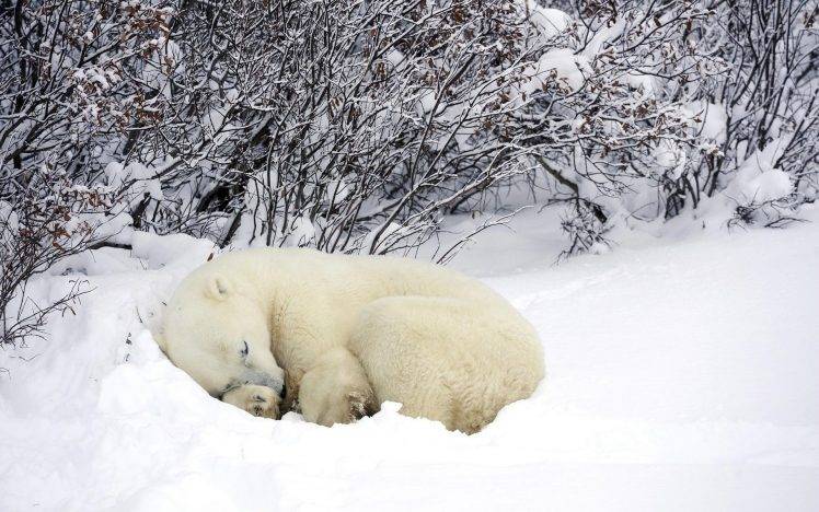 animals, Sleeping, Snow, Polar Bears HD Wallpaper Desktop Background