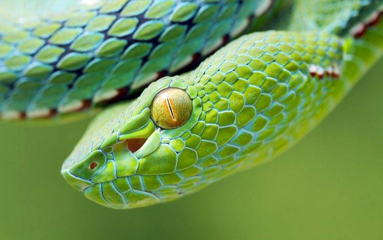 animals, Snake, Reptile, Vipers HD Wallpaper Desktop Background