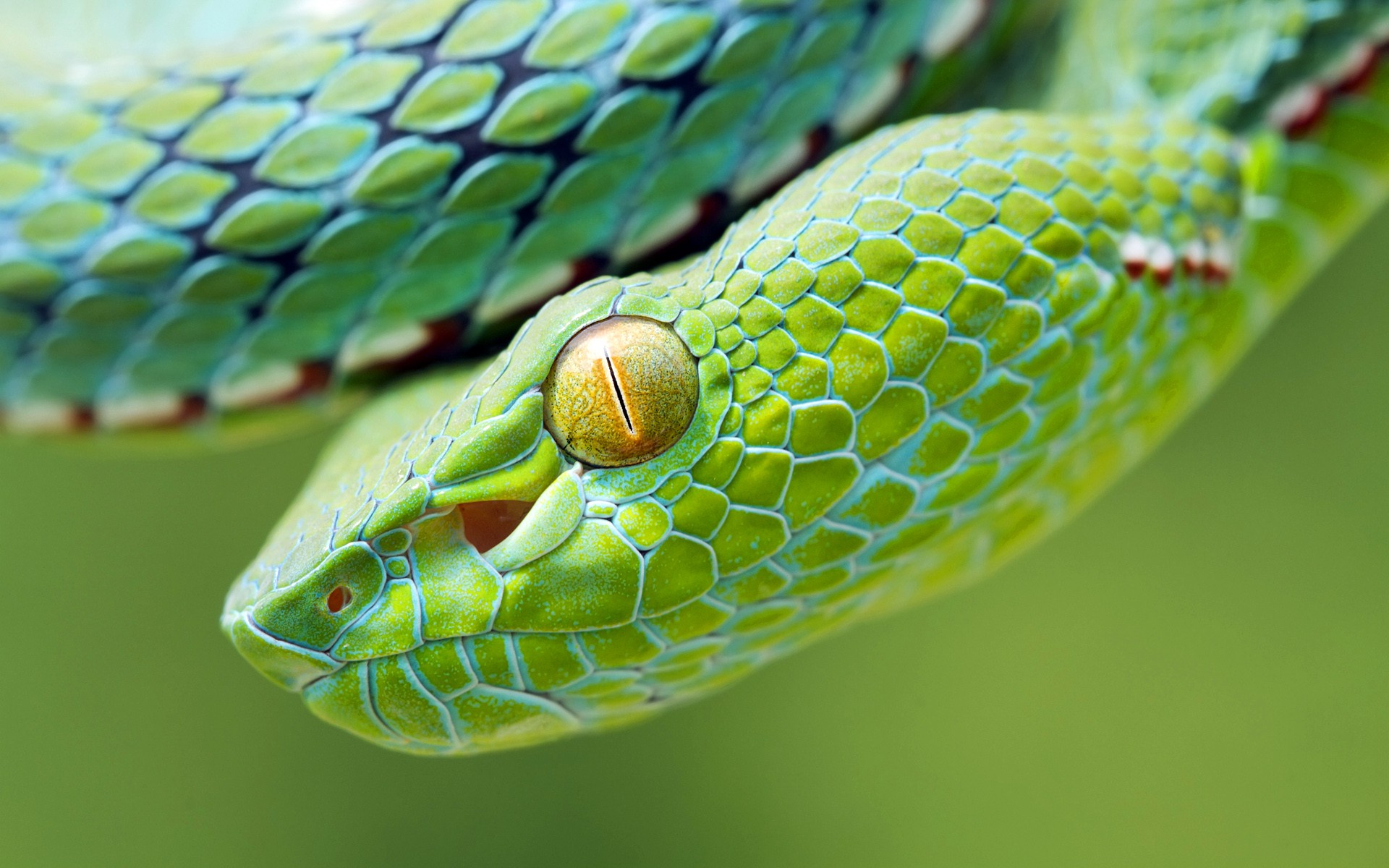 animals, Snake, Reptile, Vipers Wallpapers HD / Desktop ...