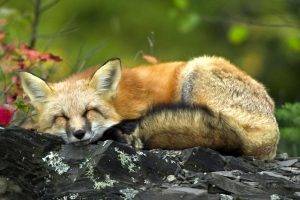 animals, Fox, Rock