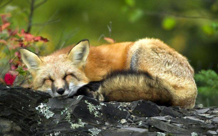 animals, Fox, Rock HD Wallpaper Desktop Background