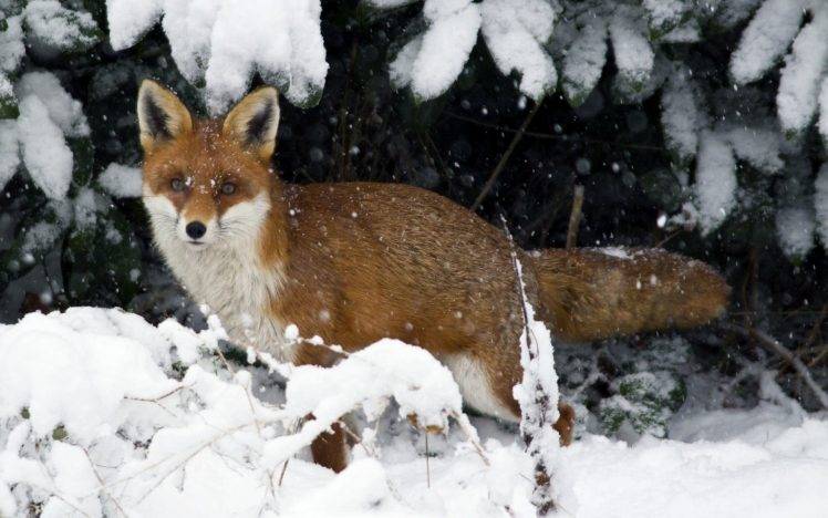 animals, Snow, Fox HD Wallpaper Desktop Background