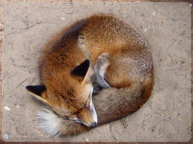 animals, Fox HD Wallpaper Desktop Background