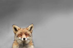 animals, Fox, Smiling, Simple Background