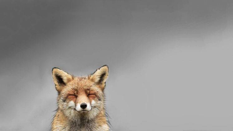 animals, Fox, Smiling, Simple Background HD Wallpaper Desktop Background