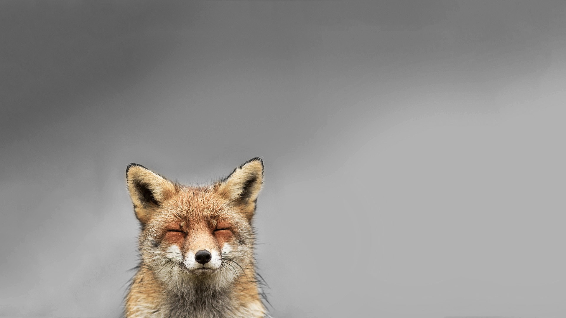 animals, Fox, Smiling, Simple Background Wallpaper