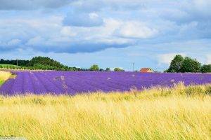 lavender, UK, Field, Landscape, Purple Flowers, Clouds