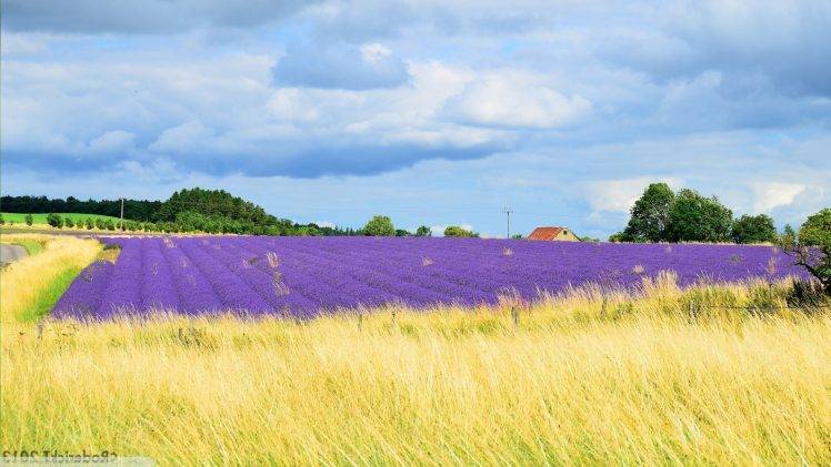 lavender, UK, Field, Landscape, Purple Flowers, Clouds HD Wallpaper Desktop Background