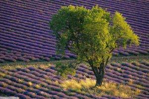 lavender, Field, Landscape, Trees, Purple Flowers, Provence, France
