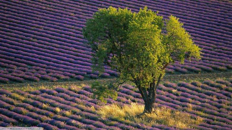 lavender, Field, Landscape, Trees, Purple Flowers, Provence, France HD Wallpaper Desktop Background
