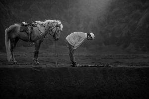 horse, Animals, Men, Praying, Islam, Indonesia