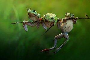 frog, Animals, Nature, Amphibian, Twigs