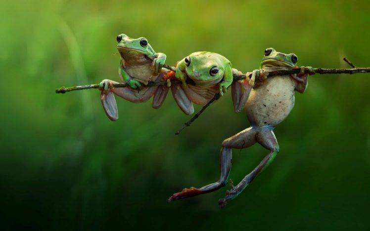 frog, Animals, Nature, Amphibian, Twigs HD Wallpaper Desktop Background