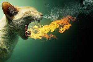 animals, Fire, Cat