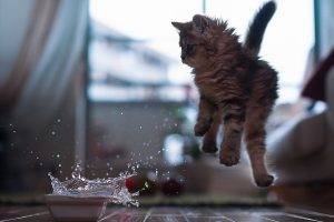 animals, Cat, Jumping, Splashes, Water, Wooden Surface, Ben Torode
