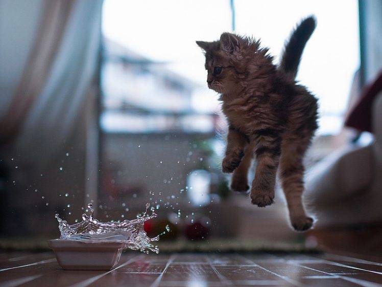 animals, Cat, Jumping, Splashes, Water, Wooden Surface, Ben Torode HD Wallpaper Desktop Background