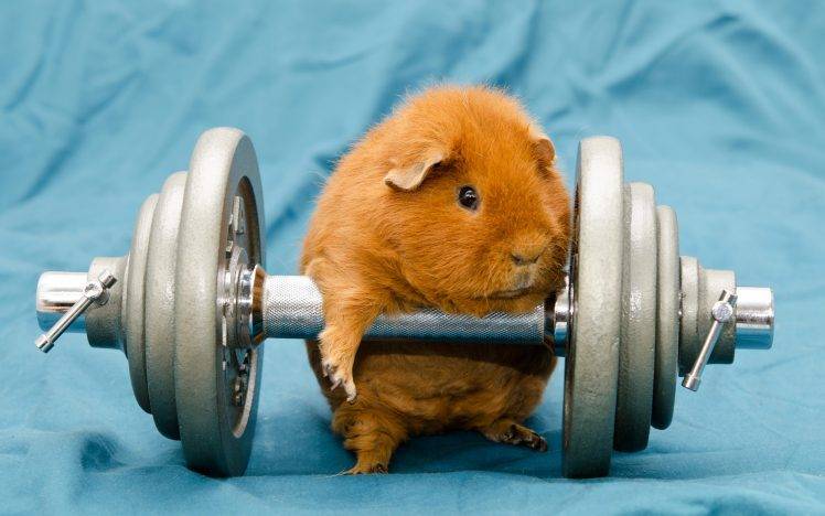 humor, Animals, Dumbbells, Gyms, Working Out, Guinea Pigs HD Wallpaper Desktop Background