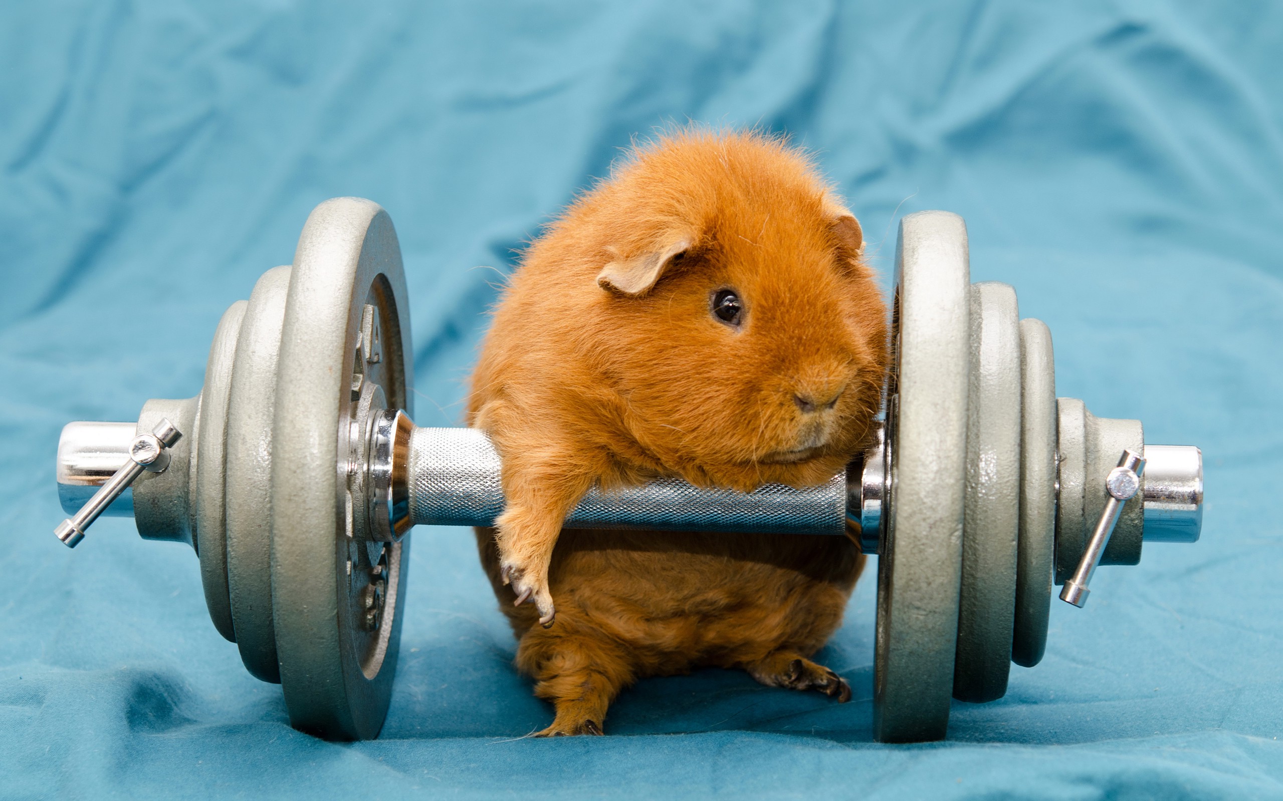 humor, Animals, Dumbbells, Gyms, Working Out, Guinea Pigs Wallpaper