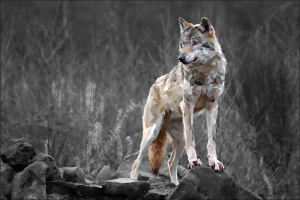 wolf, Nature, Animals, Selective Coloring