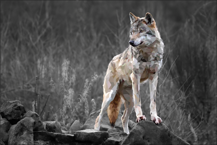 wolf, Nature, Animals, Selective Coloring HD Wallpaper Desktop Background