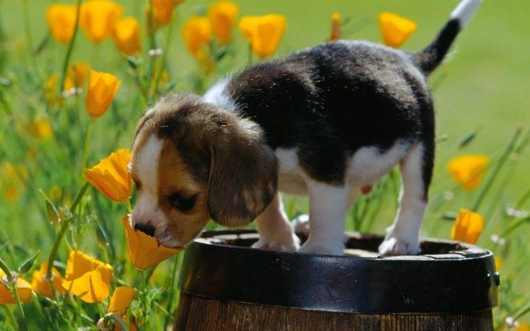 nature, Animals, Baby Animals, Puppies, Dog, Yellow Flowers, Field, Barrels, Beagles HD Wallpaper Desktop Background