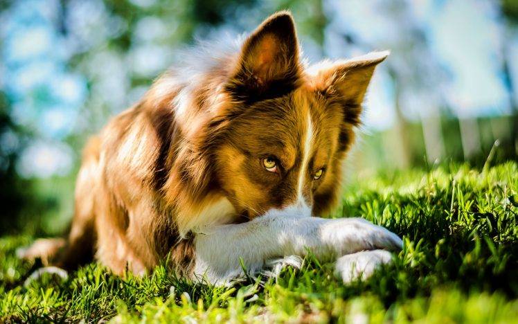 dog, Depth Of Field, Animals, Grass, Bokeh HD Wallpaper Desktop Background