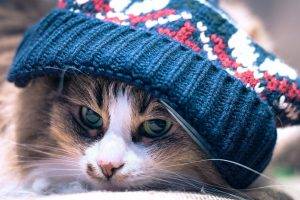 cat, Animals, Woolly Hat